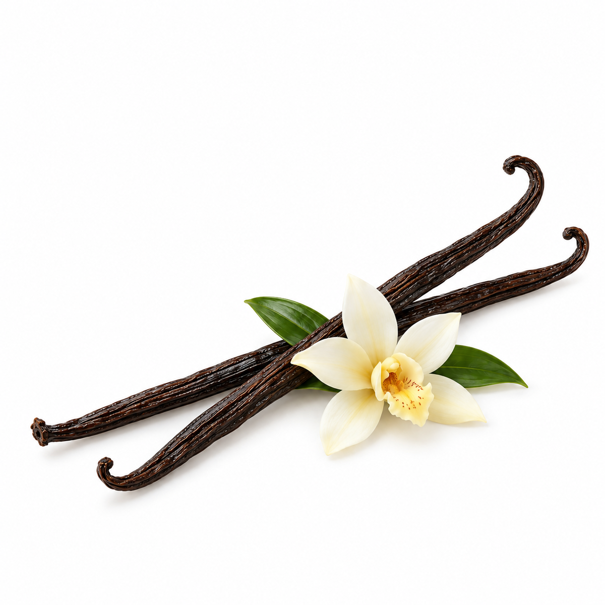 Harraz Vanilla beans